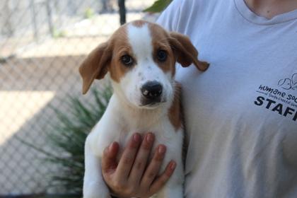 Enlarge Tracker, a Adoptable mixed breed in Brunswick, GA image 1/1