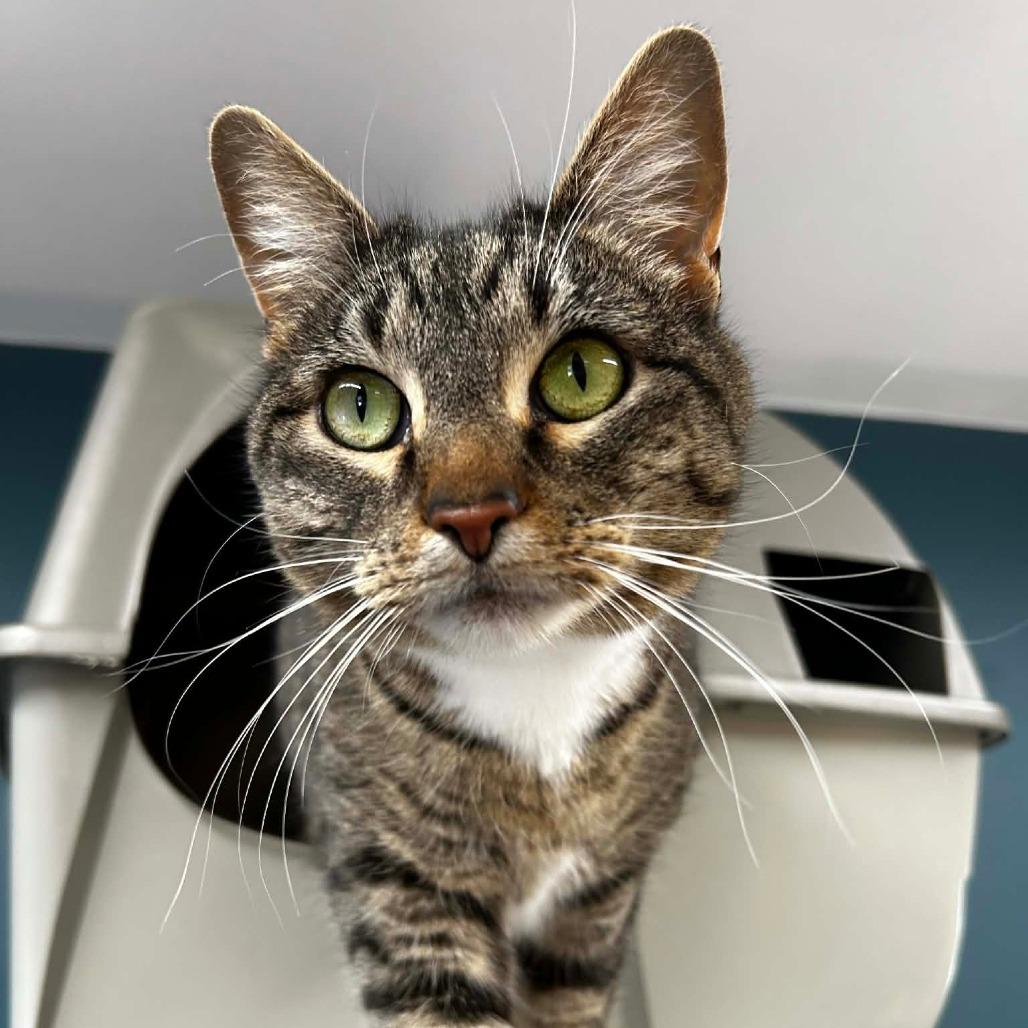 Pichi, Adoptable, Adult Female Domestic Short Hair.