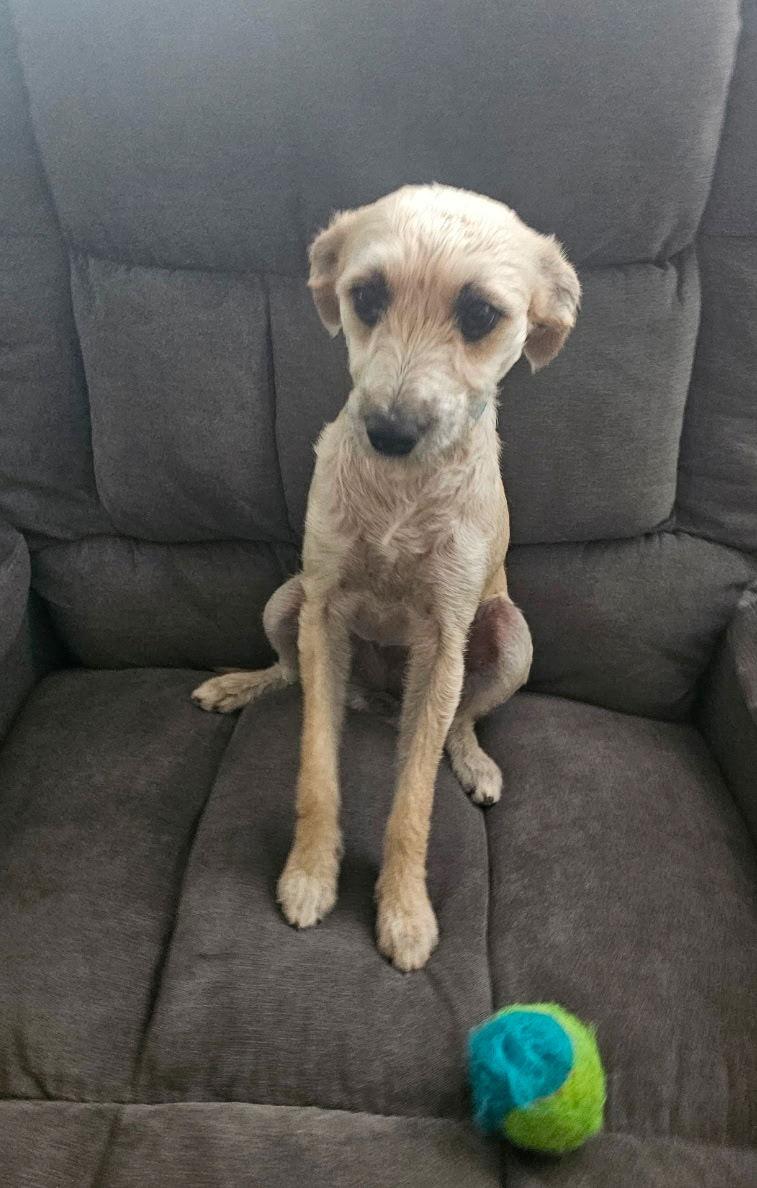 Sadie, Adoptable, Young Female Mixed Breed.