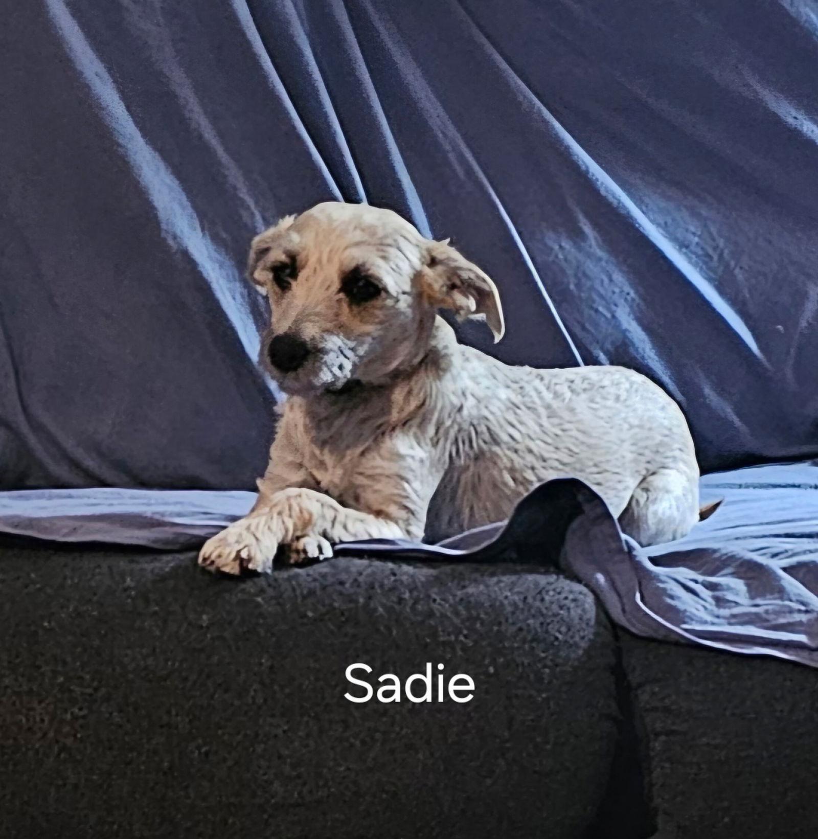 Enlarge Sadie, a Adoptable Mixed Breed in Morganville, NJ image 2/2