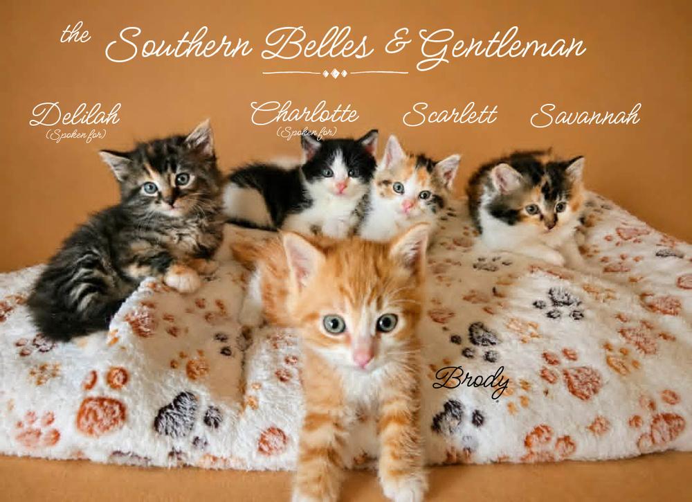 Brody *kitten*, Adoptable, Kitten Male Tabby.