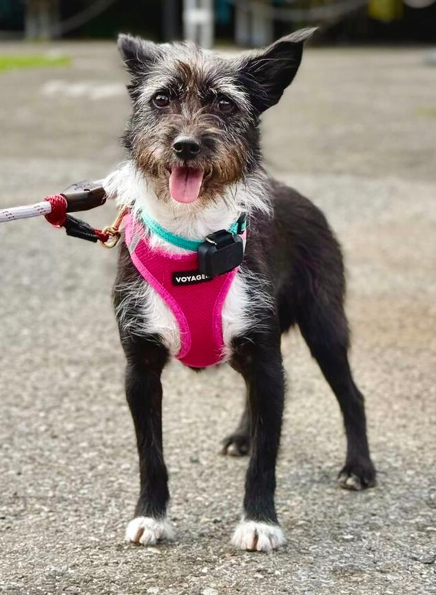 Enlarge Aru, a Adoptable mixed breed in Long Island City, NY image 1/6