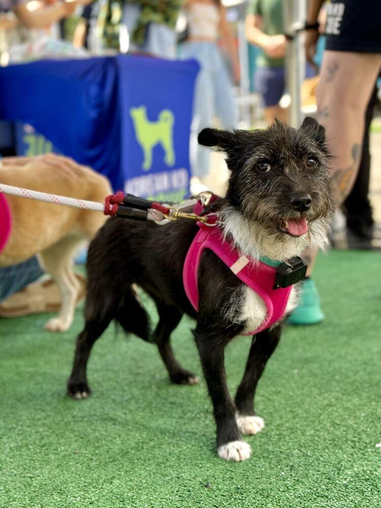 Enlarge Aru, a Adoptable mixed breed in Long Island City, NY image 2/6