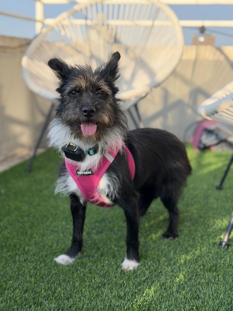 Aru, a Adoptable mixed breed in Long Island City, NY image 1/4