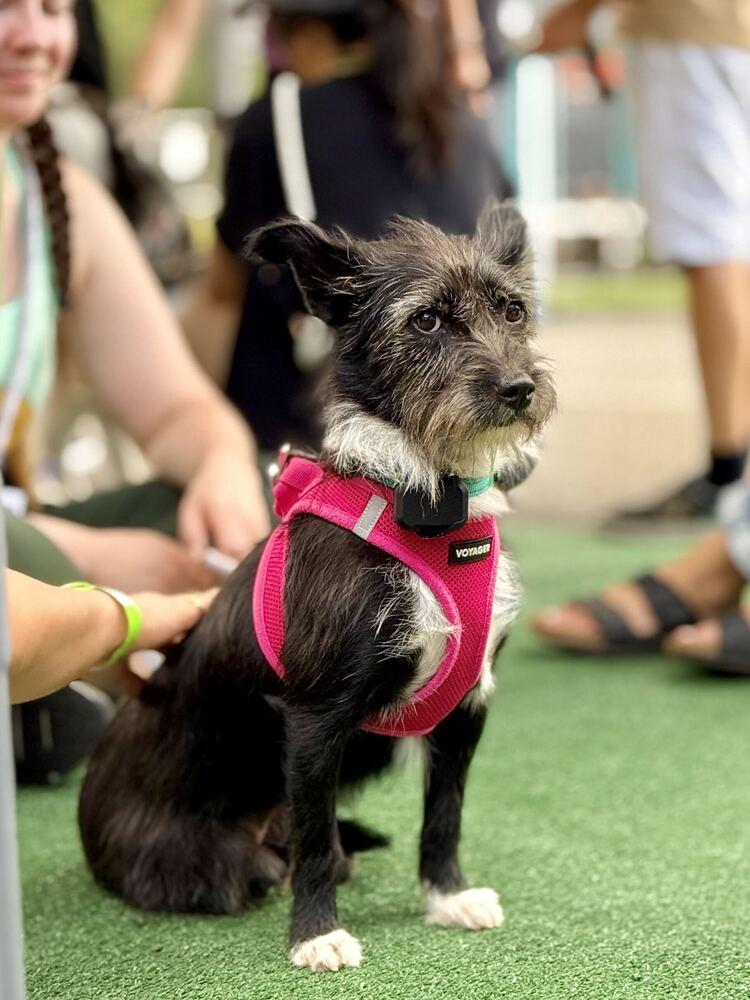 Enlarge Aru, a Adoptable mixed breed in Long Island City, NY image 3/6