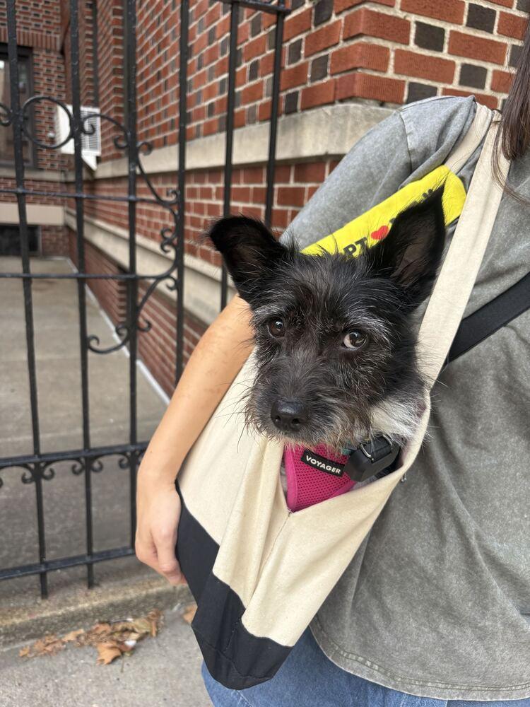 Enlarge Aru, a Adoptable mixed breed in Long Island City, NY image 4/6