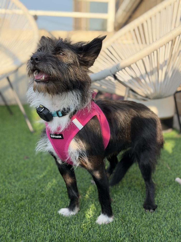 Aru, a Adoptable mixed breed in Long Island City, NY image 3/4
