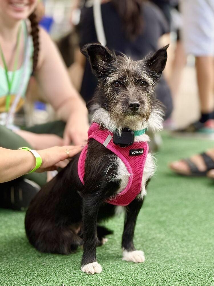 Enlarge Aru, a Adoptable mixed breed in Long Island City, NY image 6/6