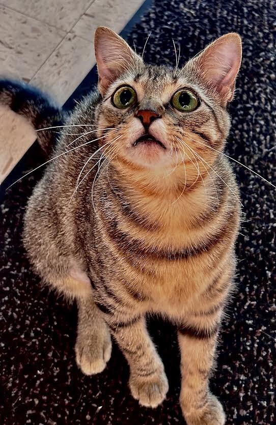 Hazel, Adoptable, Adult Female Tabby.