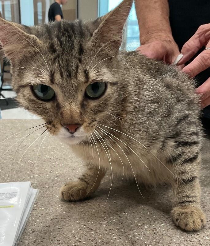 Enlarge Hazel, a Adoptable Tabby in Hobbs, NM image 2/2