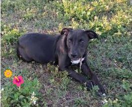 Enlarge Honey, a Adoptable mixed breed in Palm Harbor, FL image 5/6