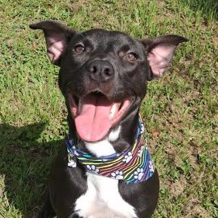 Enlarge Honey, a Adoptable mixed breed in Palm Harbor, FL image 2/6