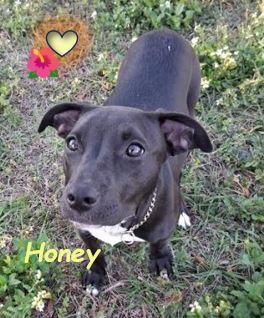 Enlarge Honey, a Adoptable mixed breed in Palm Harbor, FL image 4/6