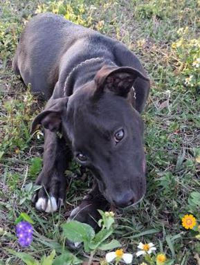 Enlarge Honey, a Adoptable mixed breed in Palm Harbor, FL image 6/6