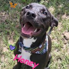 Enlarge Honey, a Adoptable mixed breed in Palm Harbor, FL image 1/6