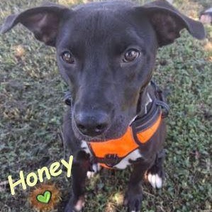 Enlarge Honey, a Adoptable mixed breed in Palm Harbor, FL image 3/6