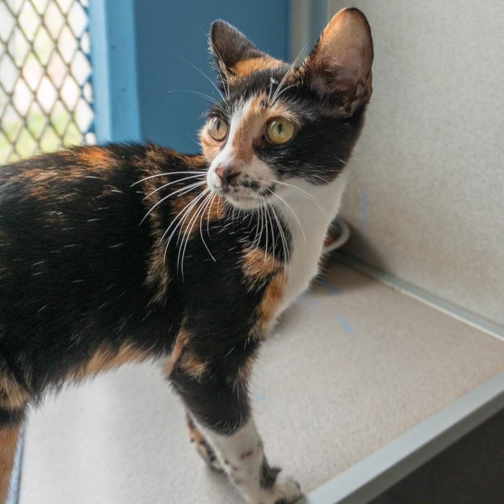 Kaji, Adoptable, Young Female Domestic Short Hair.