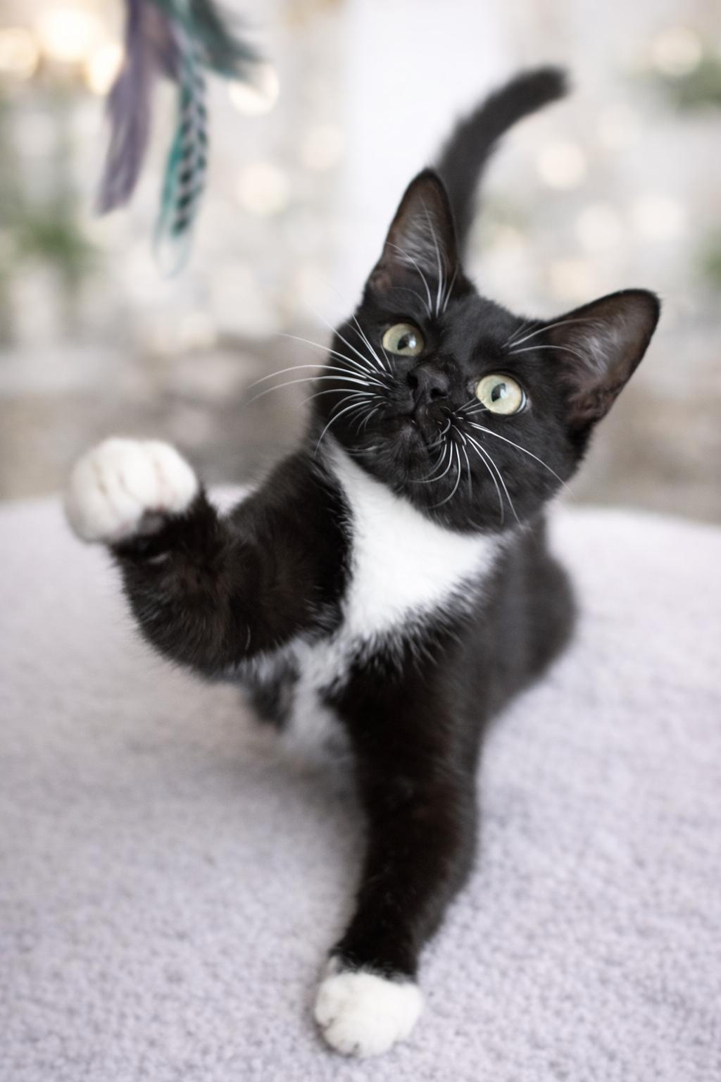 Susie — thumbnail 3