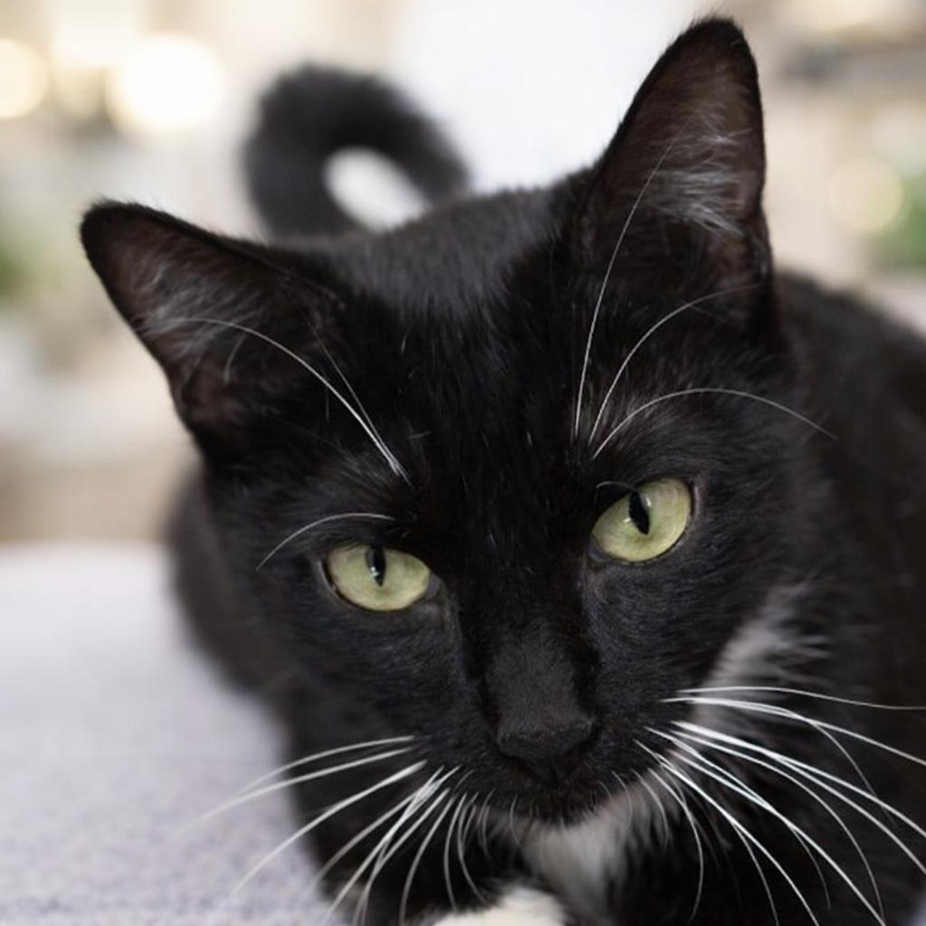 Susie — thumbnail 4