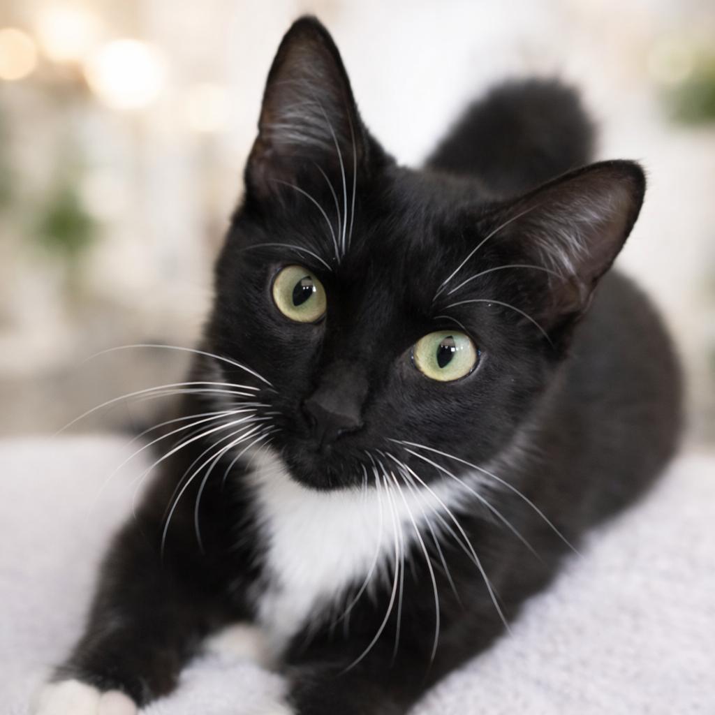 Susie — thumbnail 6