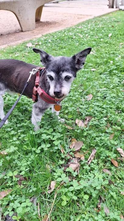 Rush, Adoptable, Senior Male Terrier.