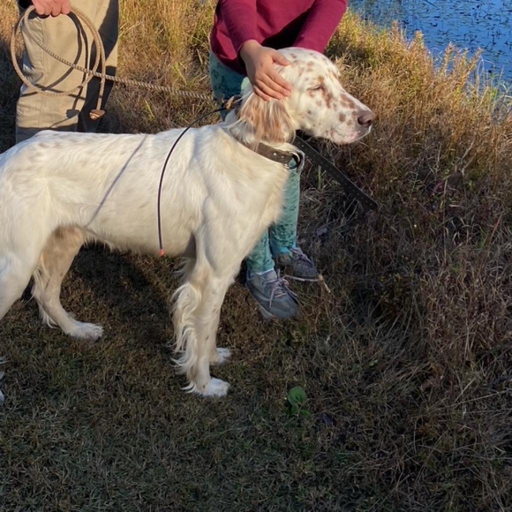 Mack Torrence - MISSING, a Adoptable English Setter in Lynchburg, VA image 1/3