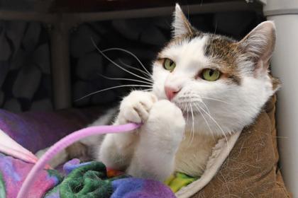 Jet, Adoptable, Adult Male Domestic Short Hair & Domestic Short Hair.