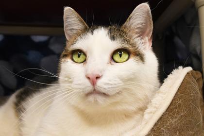 Jet, Adoptable, Adult Male Domestic Short Hair & Domestic Short Hair.