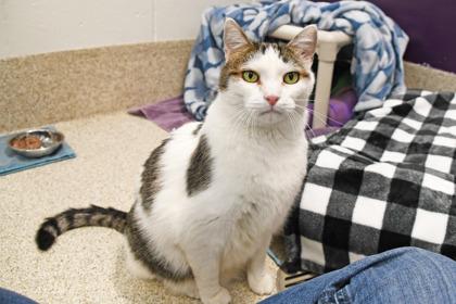 Enlarge Jet, a Adoptable mixed breed in Scotia, NY image 2/3