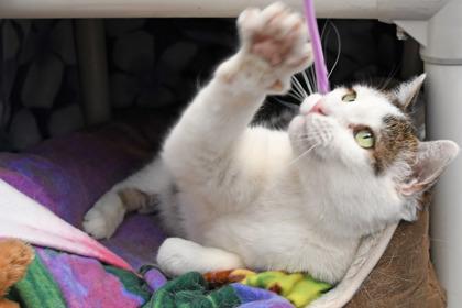 Enlarge Jet, a Adoptable mixed breed in Scotia, NY image 3/3