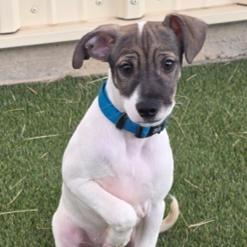 Enlarge 941 (2025) Ralsie, a Adoptable mixed breed in Parker, CO image 1/4