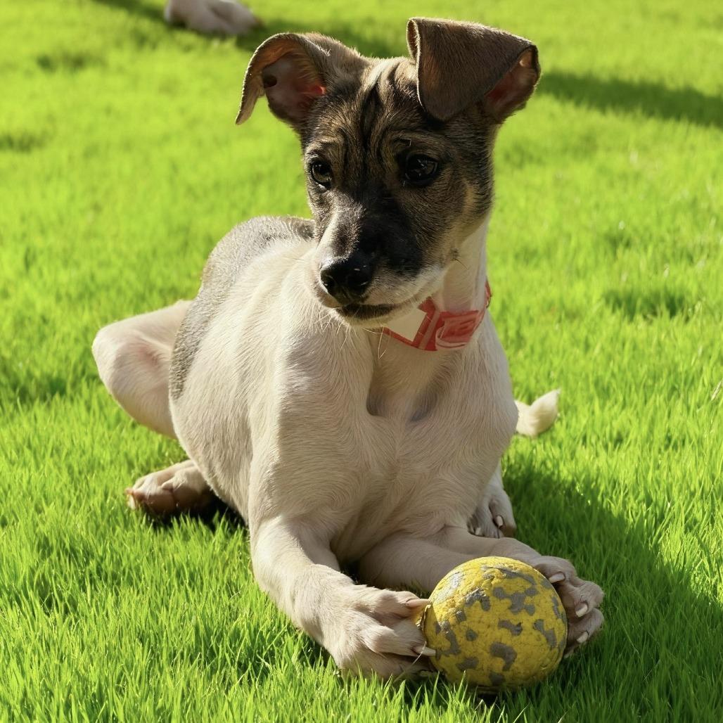 Enlarge 941 (2025) Ralsie, a Adoptable mixed breed in Parker, CO image 2/4