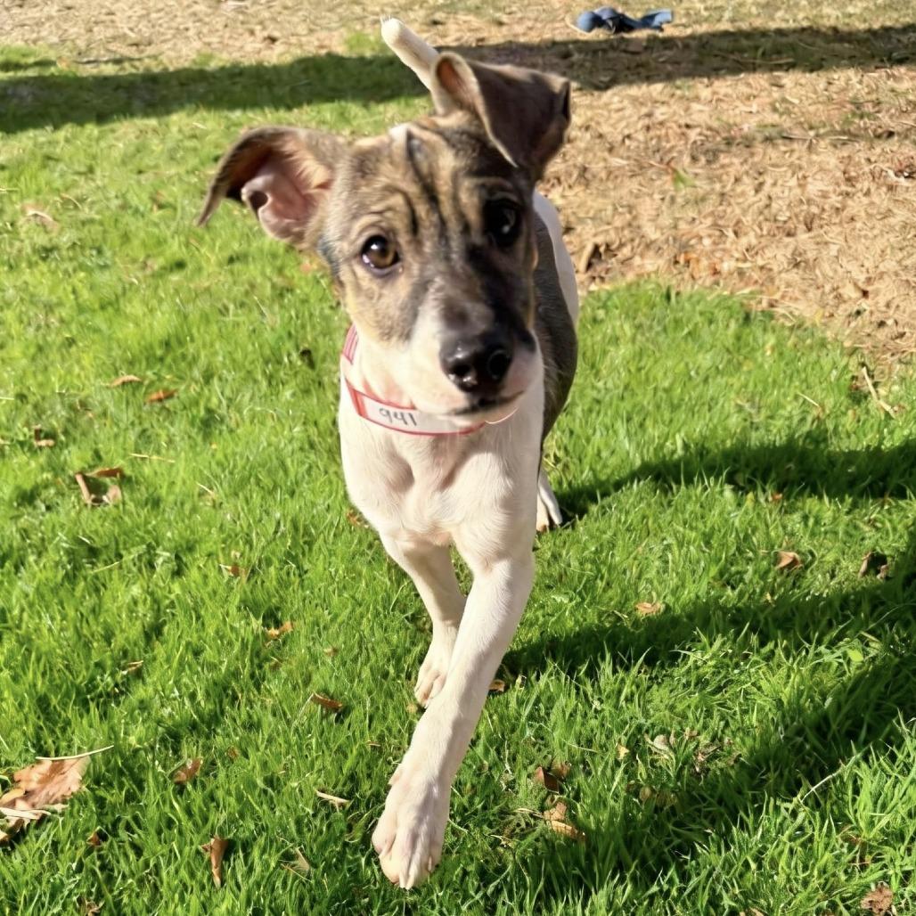Enlarge 941 (2025) Ralsie, a Adoptable mixed breed in Parker, CO image 3/4