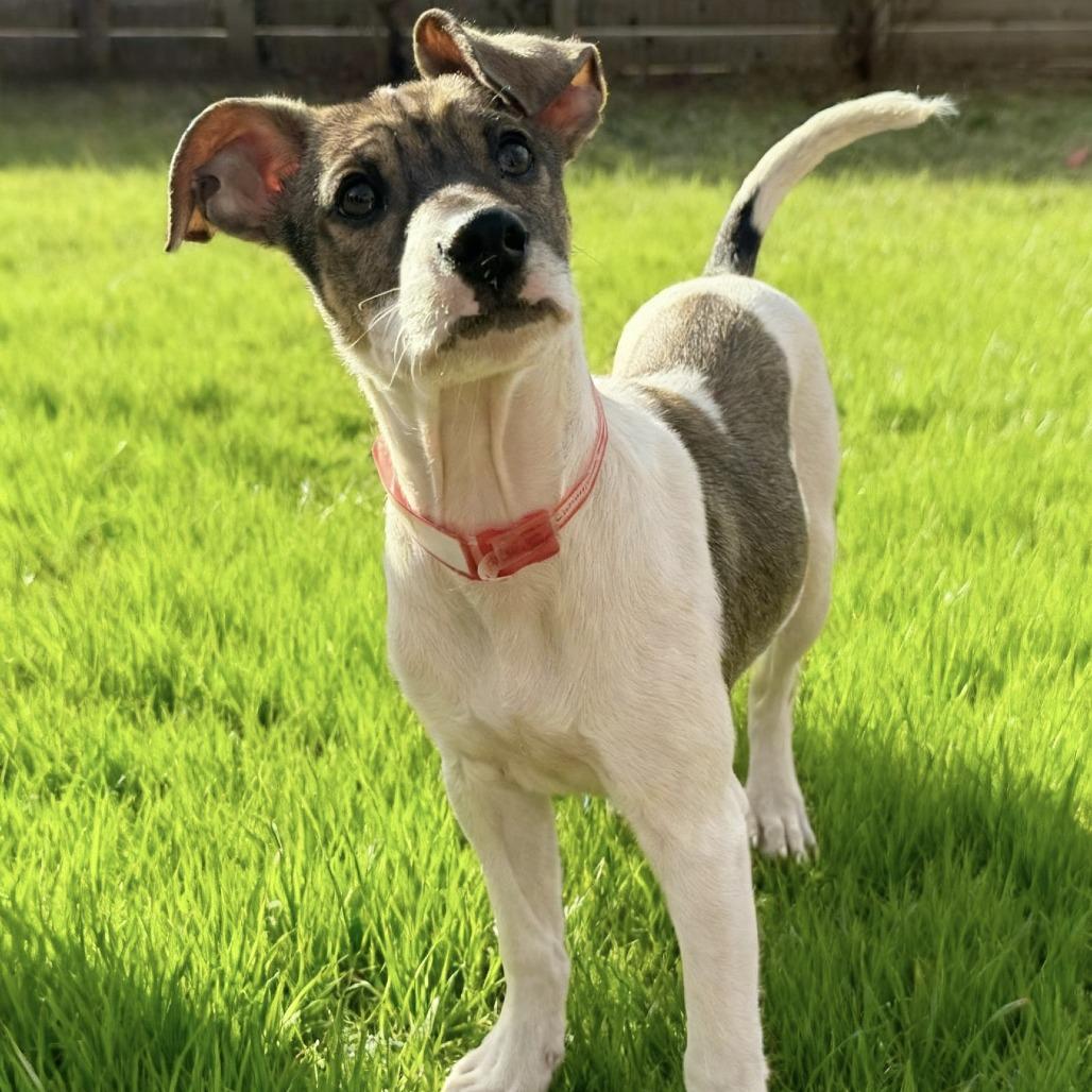 Enlarge 941 (2025) Ralsie, a Adoptable mixed breed in Parker, CO image 4/4