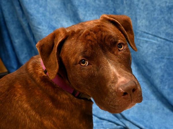 Prancer, Adoptable, Young Female Pit Bull Terrier.
