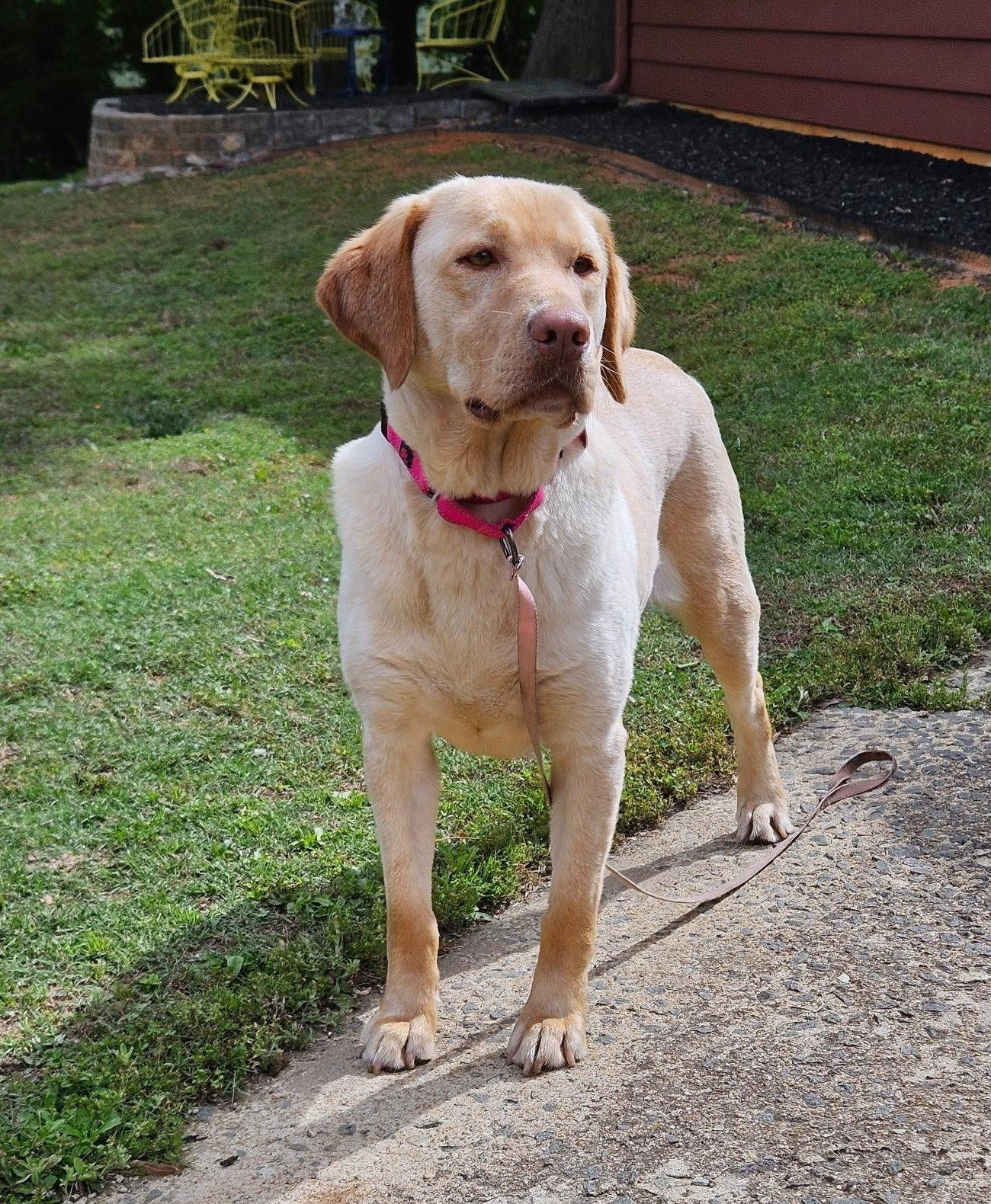 Rosie, Adoptable, Young Female Labrador Retriever.