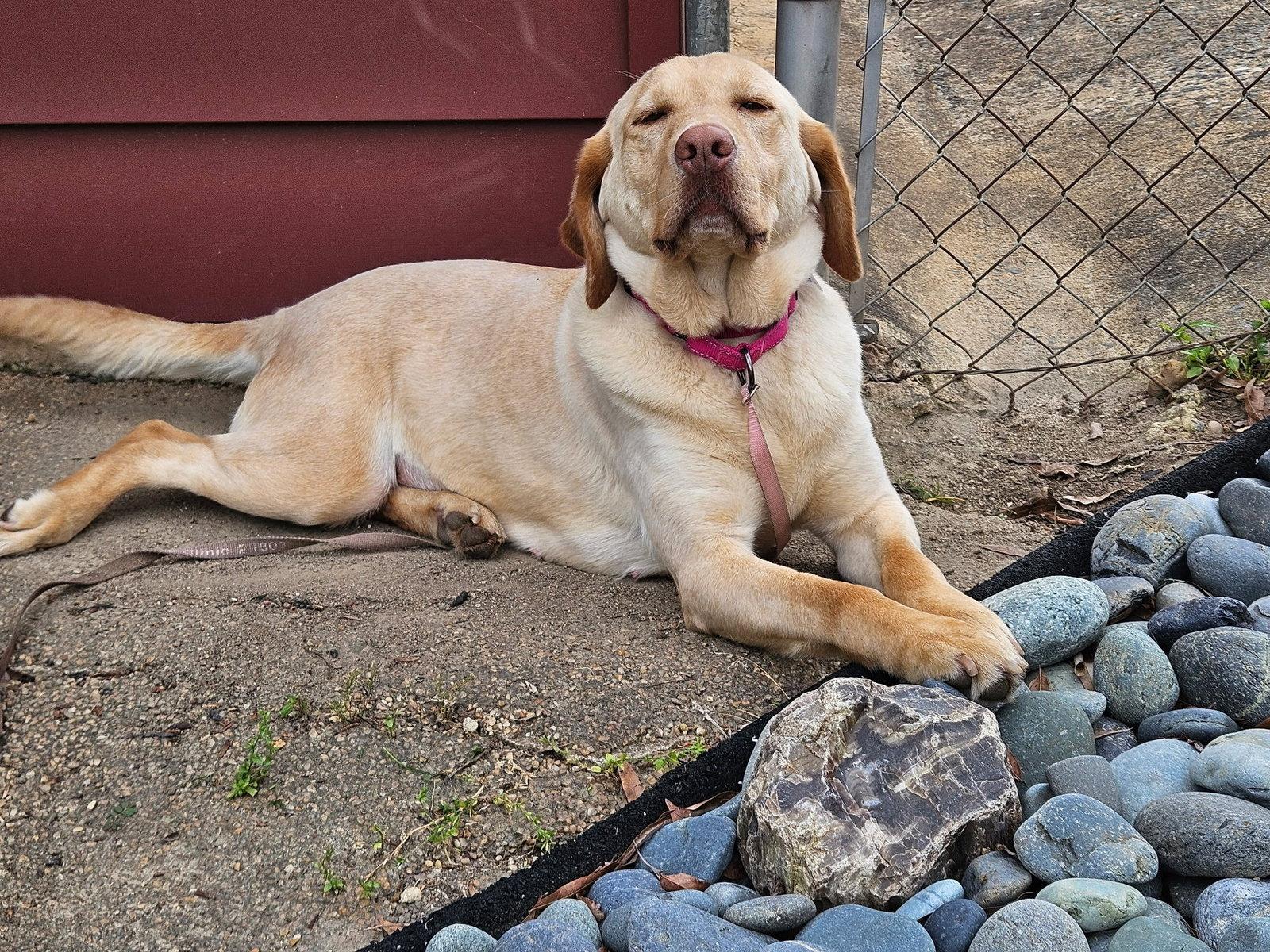Enlarge Rosie, a Adoptable Labrador Retriever in Arlington, VA image 2/3