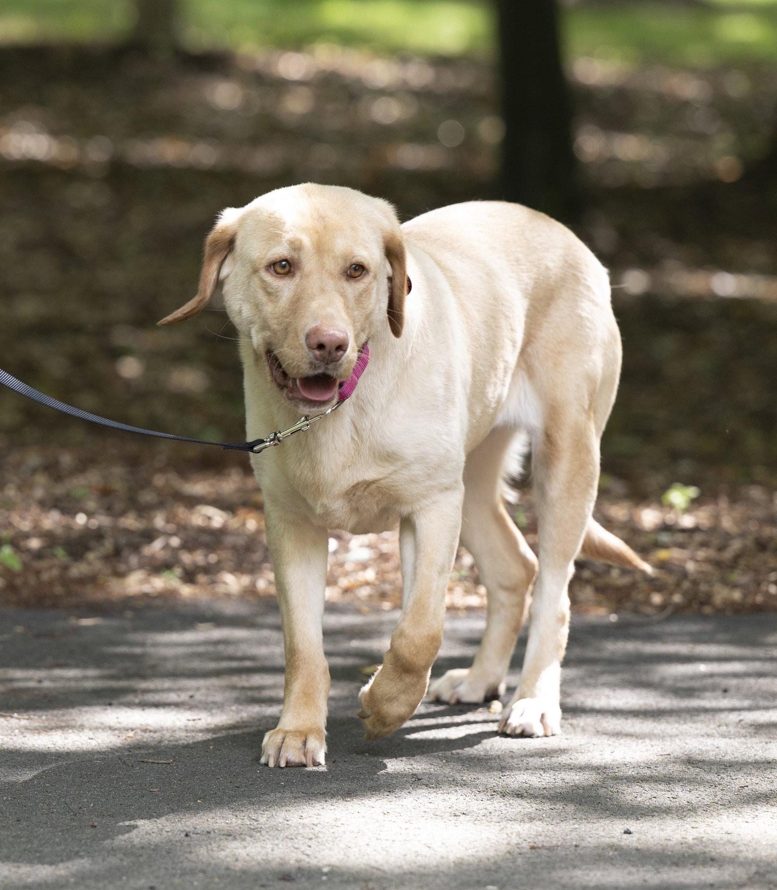 Enlarge Rosie, a Adoptable Labrador Retriever in Arlington, VA image 1/3