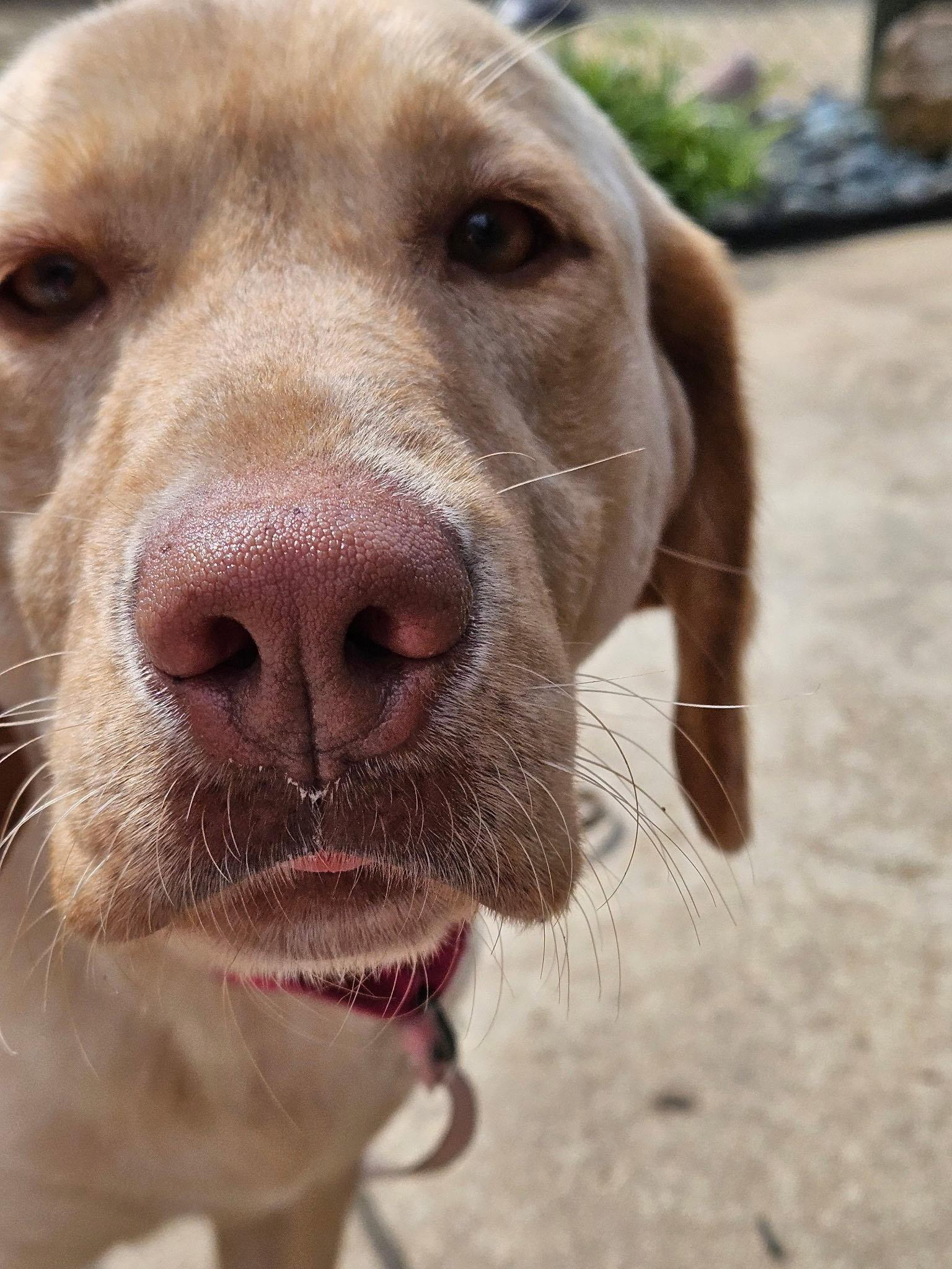 Enlarge Rosie, a Adoptable Labrador Retriever in Arlington, VA image 3/3