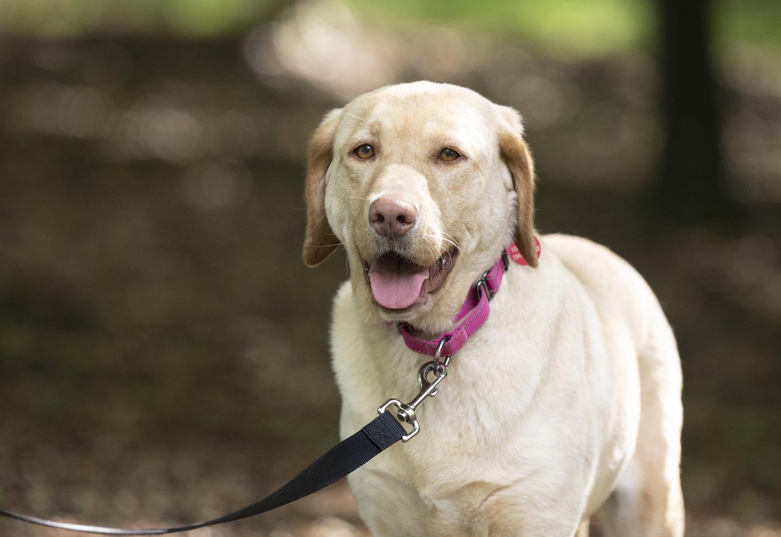 Enlarge Rosie, a Adoptable Labrador Retriever in Arlington, VA image 3/3