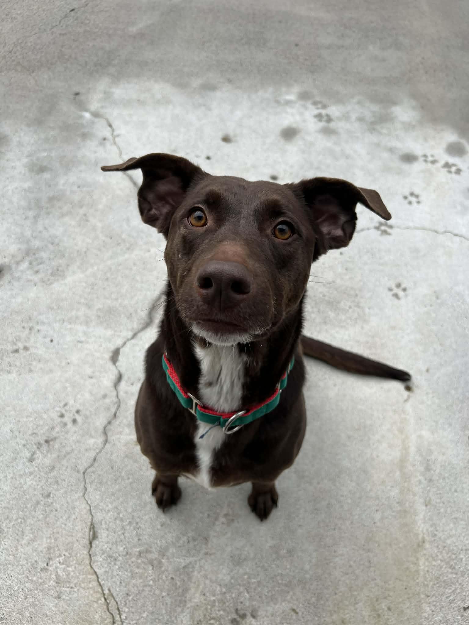 Riley, adopted, Adult Female Chocolate Labrador Retriever.