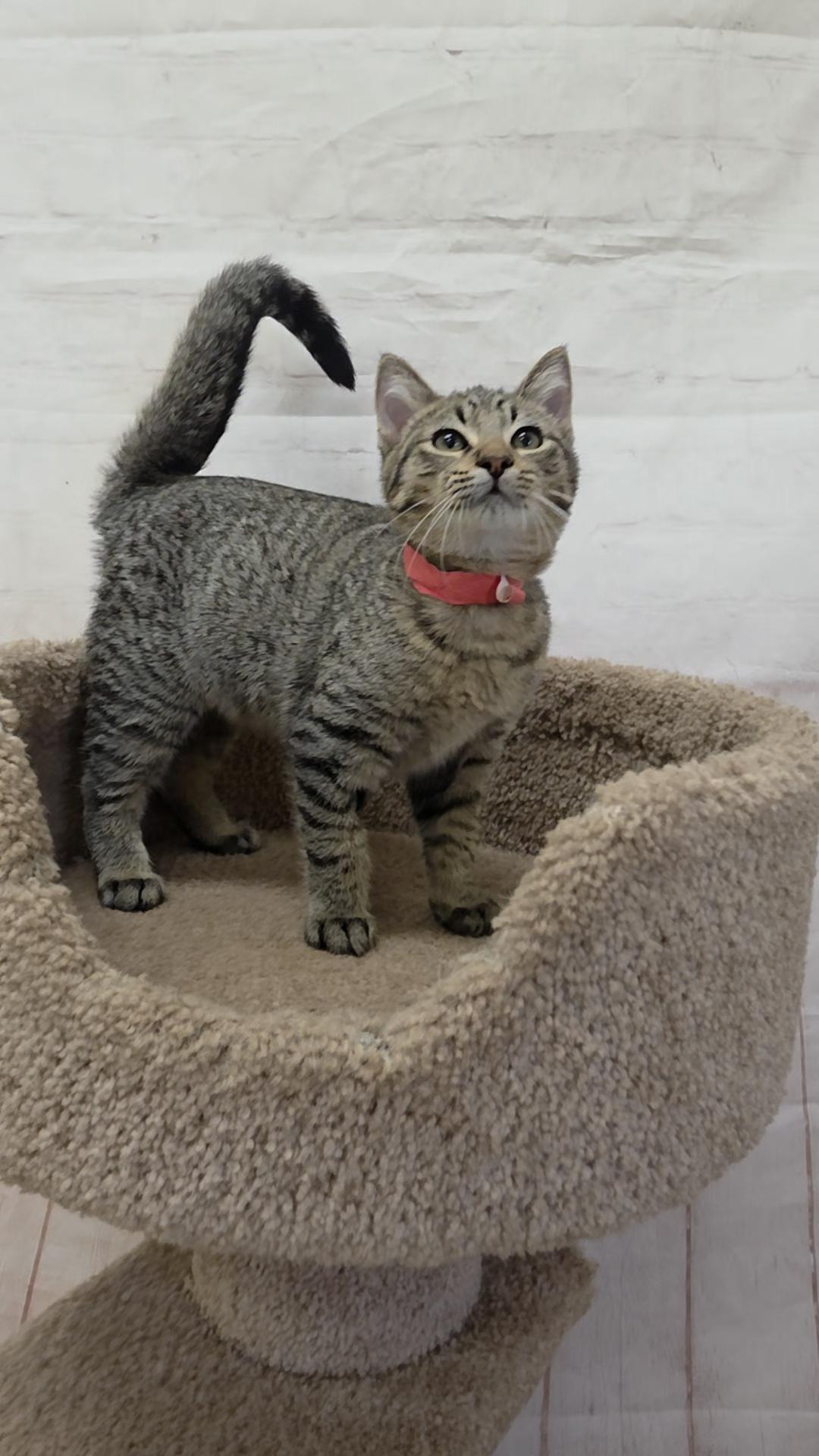 Enlarge Groundhog, a Adoptable Domestic Short Hair in Red Wing, MN image 3/4