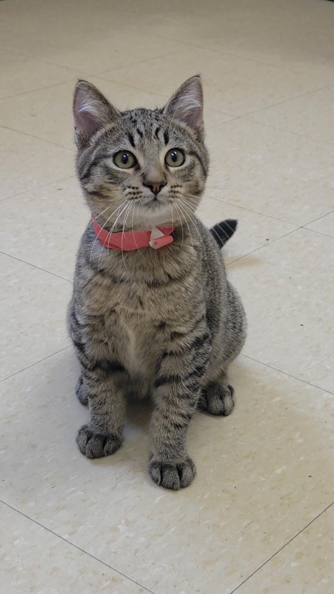 Enlarge Groundhog, a Adoptable Domestic Short Hair in Red Wing, MN image 1/4