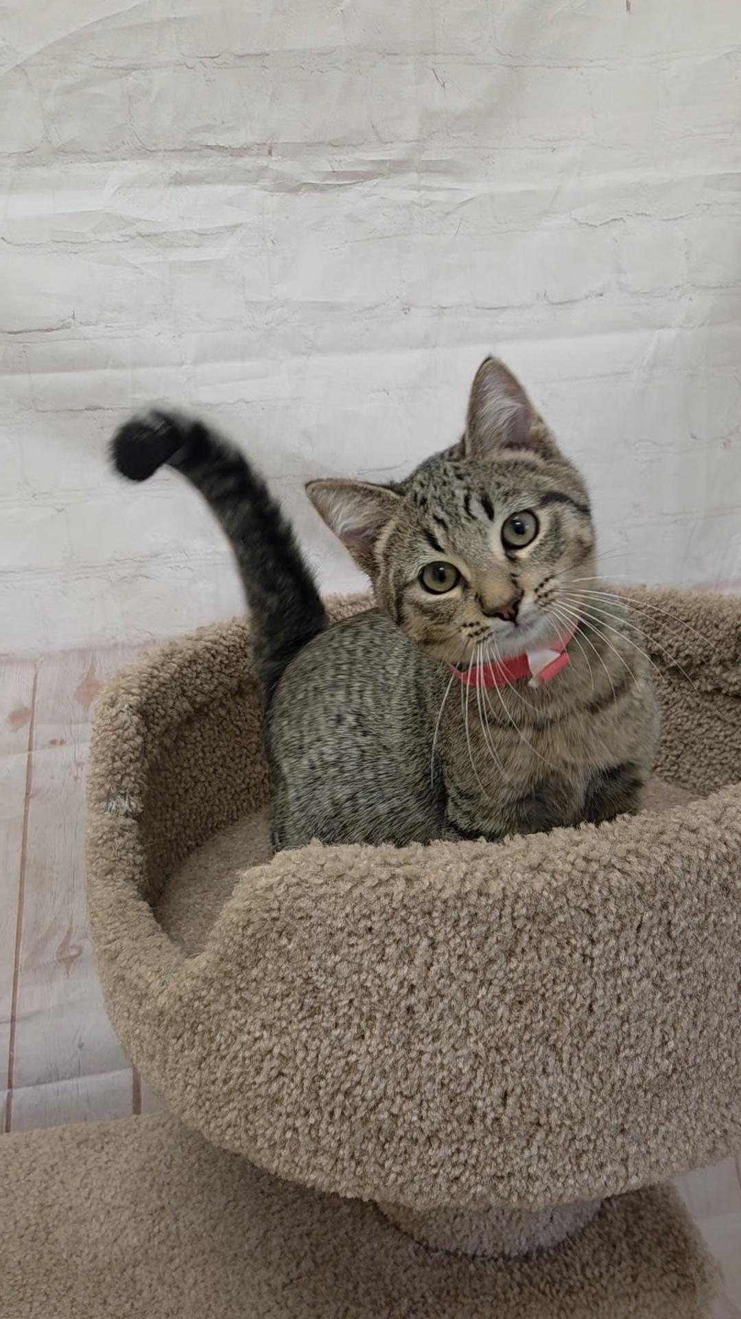 Enlarge Groundhog, a Adoptable Domestic Short Hair in Red Wing, MN image 2/4