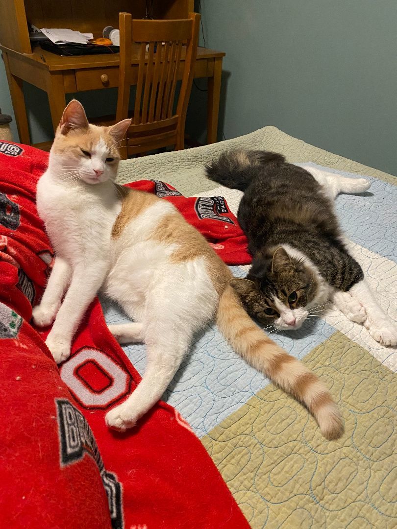 Nacho & Chico (bonded pair) 4