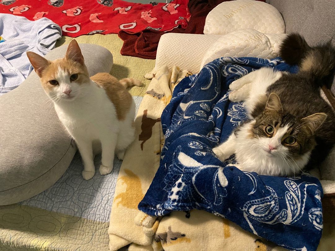 Nacho & Chico (bonded pair) 3