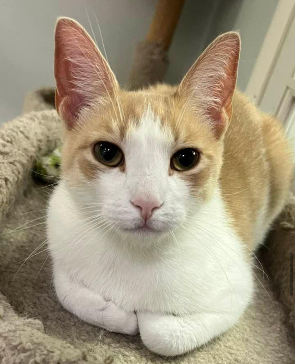 Nacho & Chico (bonded pair) 5