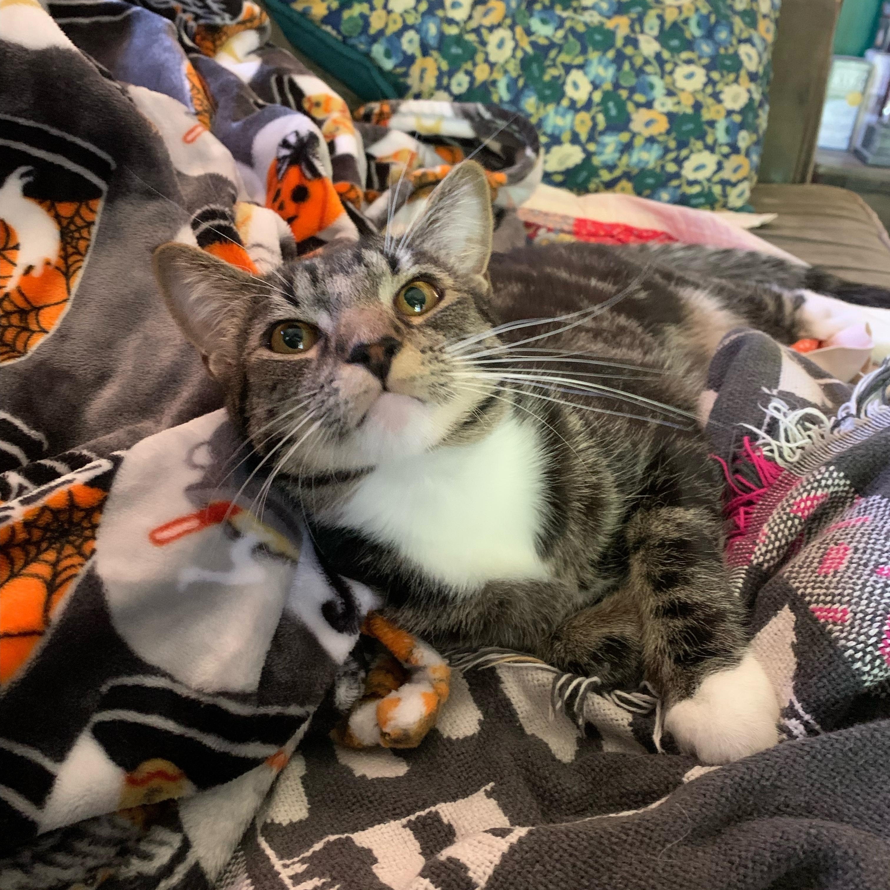 Winston, a ADOPTABLE Domestic Short Hair in Cleveland, OH image 2/3