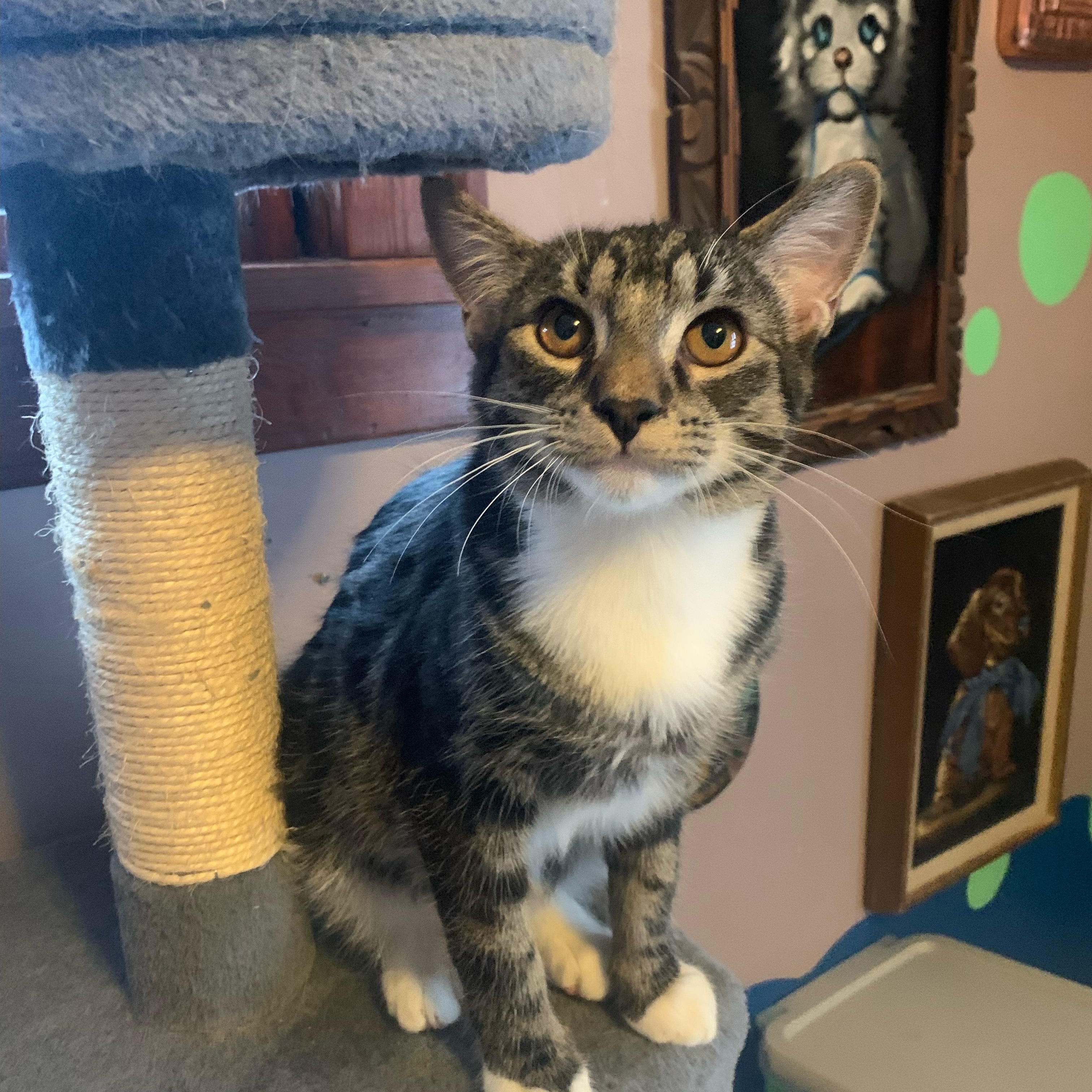 Winston, a ADOPTABLE Domestic Short Hair in Cleveland, OH image 3/3