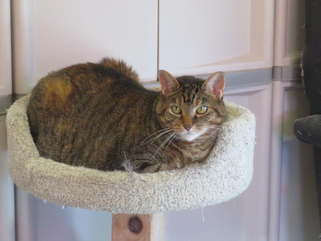 Celeste, a Adoptable mixed breed in Hot Springs, SD image 1/2